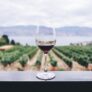Invivo Takes Wine Tasting to New Heights