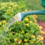The Wonderful World of Green – 6 Easy Tips for Hydrating Plants